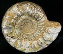 Massive, Wide Ammonite Fossil With Stand #21926-2